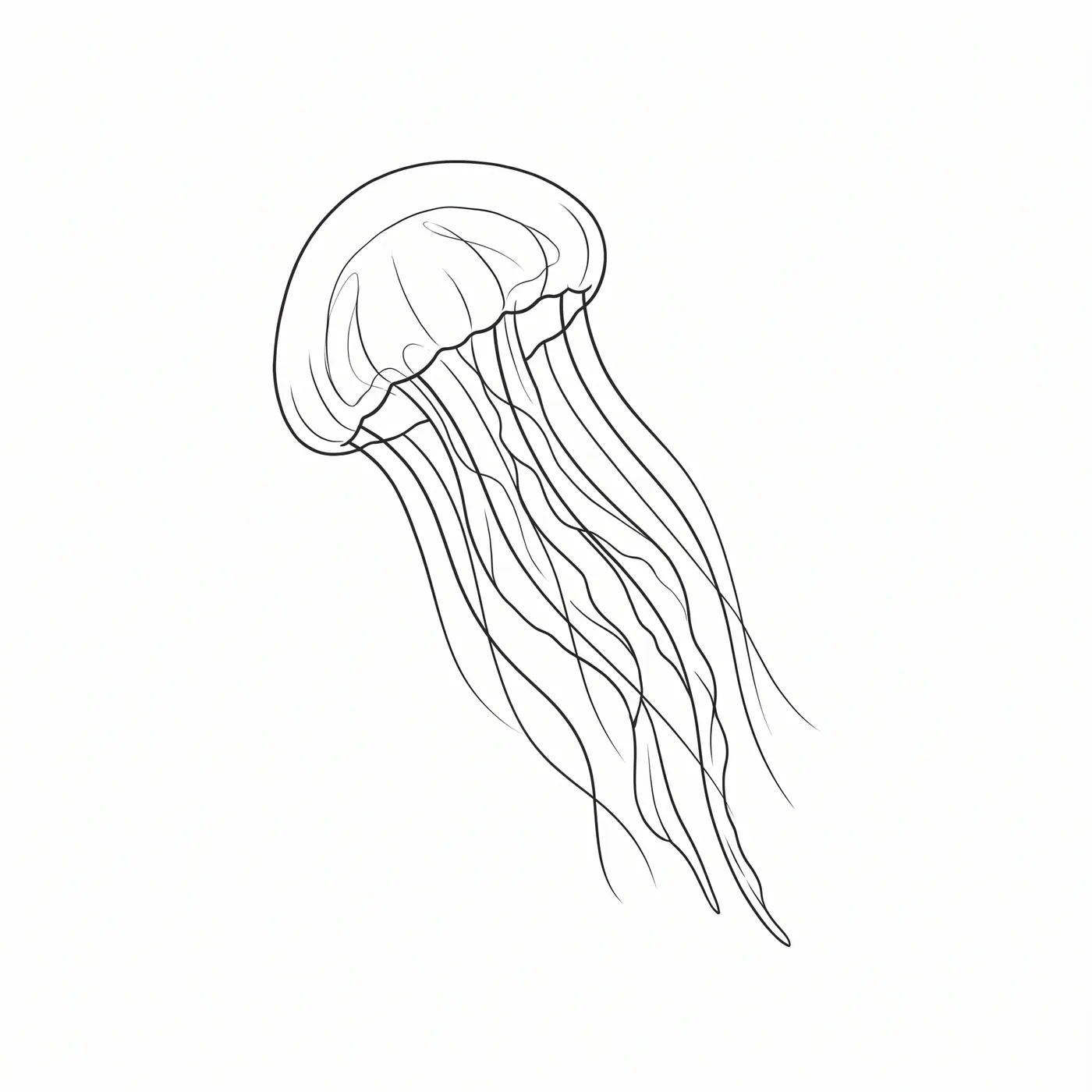 Fineline Jellyfish