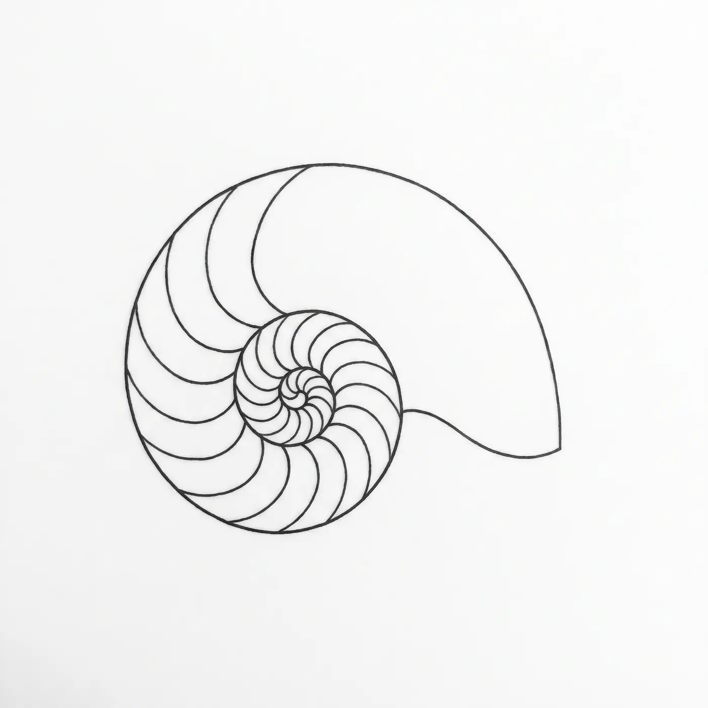 Fineline Nautilus Shell