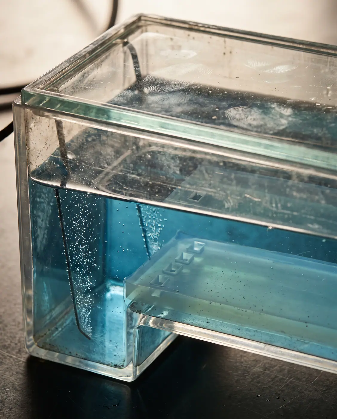 Detailed view of an agarose gel in an electrophoresis tank with blue running buffer and