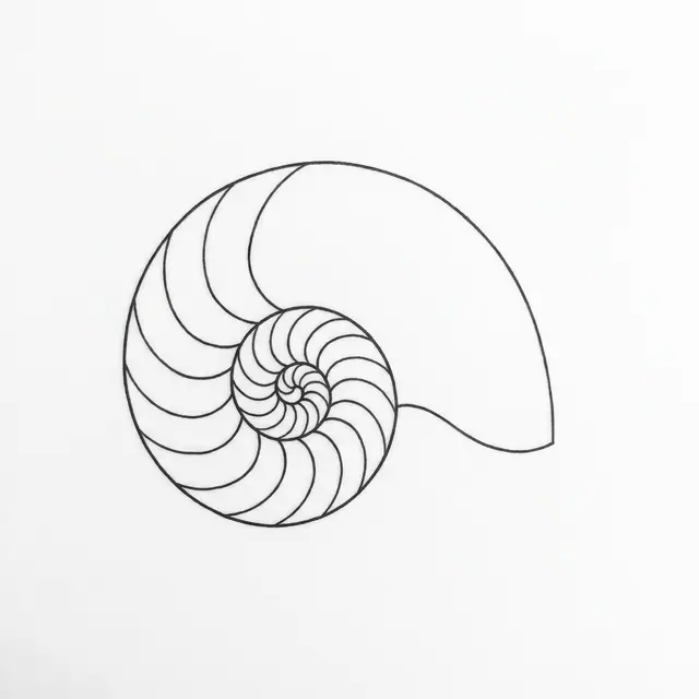 Fineline Nautilus Shell