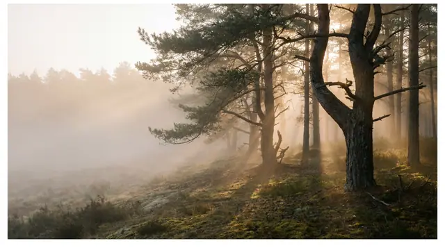 Nature 004