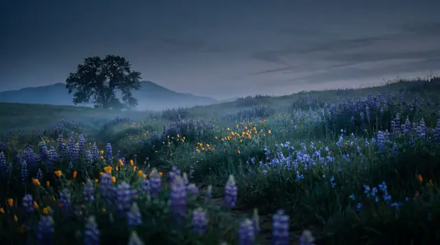 Sk Nature 012